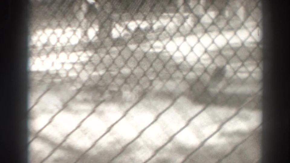 The final still shows the enclosure through chain-link fencing, with the lion mostly out of view or obscured.