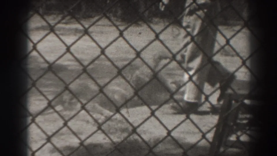 The handler appears to reach toward the sedated lion inside the El Monte enclosure, filmed from outside the chain-link barrier.