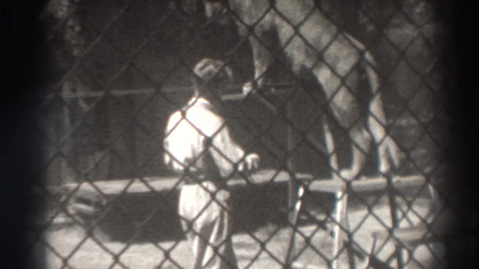 In 1937 El Monte footage, a man in light clothing faces a large feline behind chain-link fencing in an animal-show enclosure.
