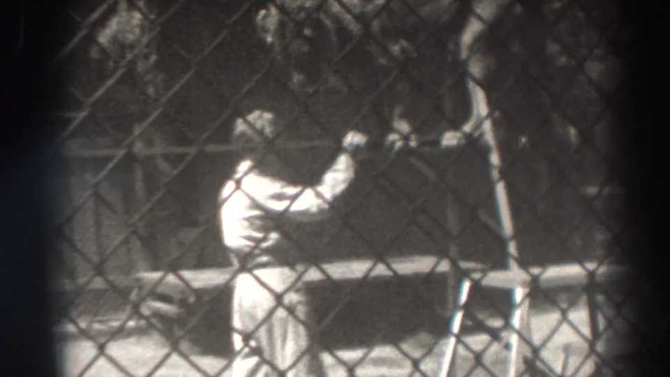 The trainer, seen through chain-link fencing in the El Monte circus footage, extends an arm toward the lion near a folding chair.