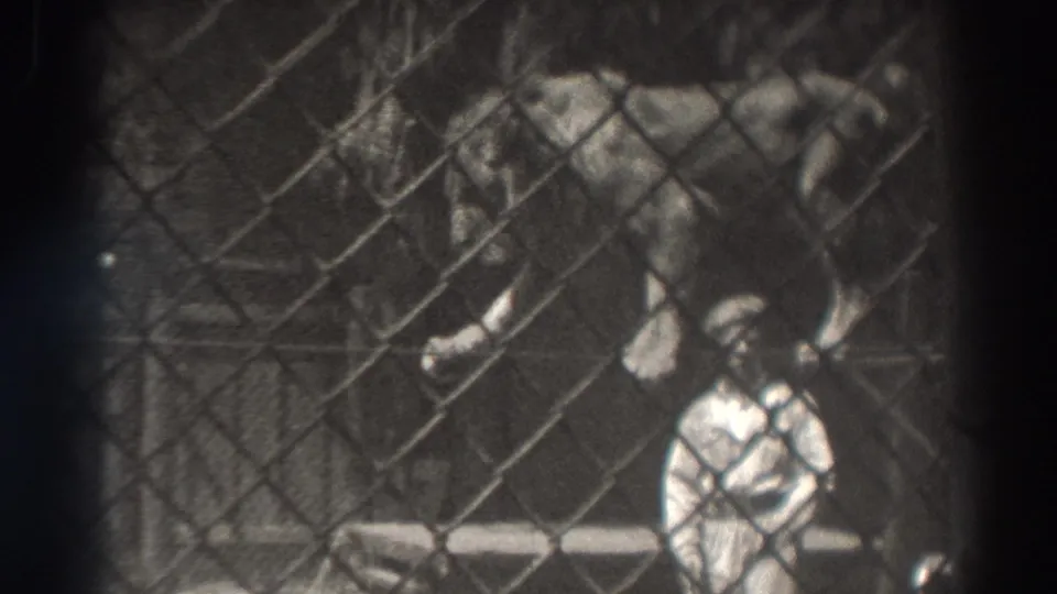 The lion is closest to the chain-link fence as the trainer remains partly visible at the lower edge of the El Monte circus frame.