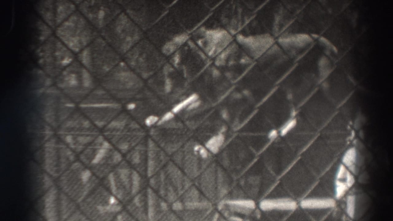Lion on a raised rope seen through a chain-link fence.