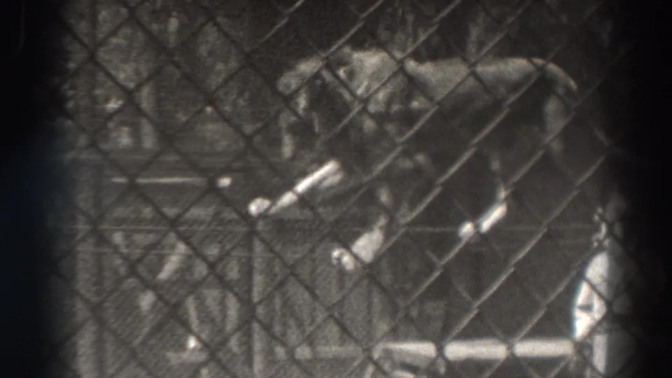 1937 El Monte 8mm frame showing a lion balancing on a raised rope behind a chain-link enclosure.