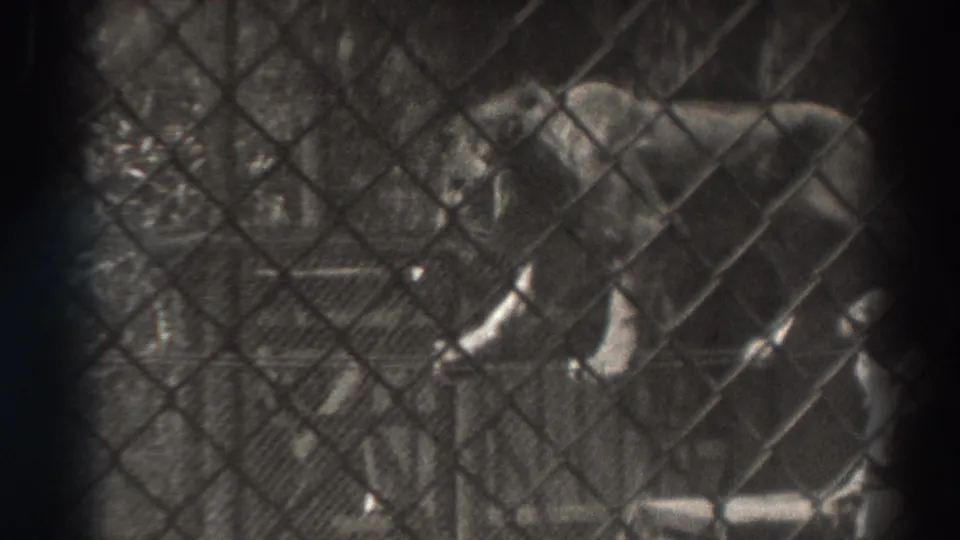 The lion remains on the raised rope inside the fenced enclosure, with foliage and supports visible in the background.