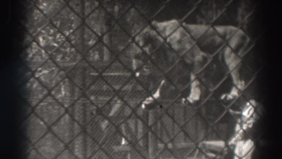 A soft 8mm frame shows the lion close to the raised rope, partly obscured by chain-link fencing and film-frame edges.