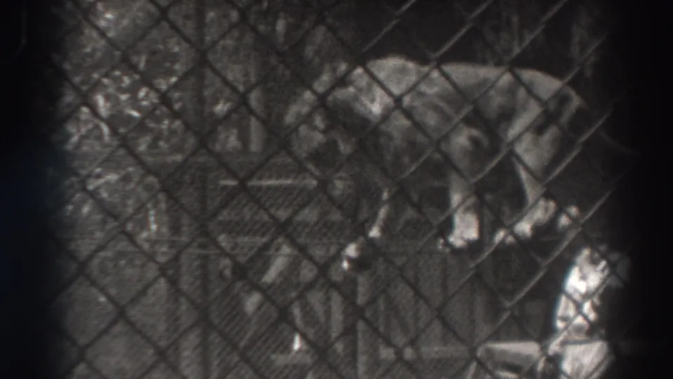The lion appears near the right side of the fenced enclosure in the final 8mm frame, with the rope and supports still visible.