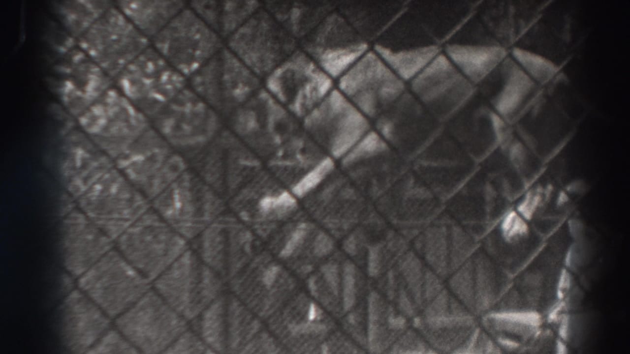 Lion on a rope behind chain-link fencing with a trainer nearby.