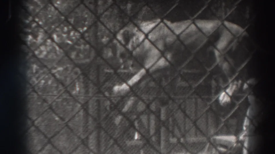 1937 El Monte footage shows a lion moving along a taut rope inside a fenced enclosure as a trainer stays close behind.