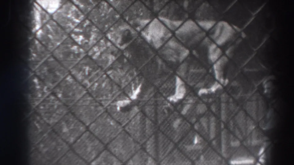A trainer remains close to the lion during the rope act, with the scene viewed through heavy chain-link fencing in black-and-white 8mm.