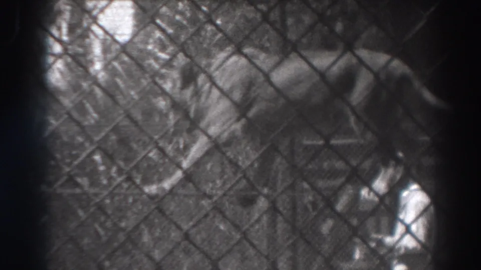 The lion reaches farther across the rope in the fenced El Monte performance area, with the trainer partly visible at the edge of the frame.