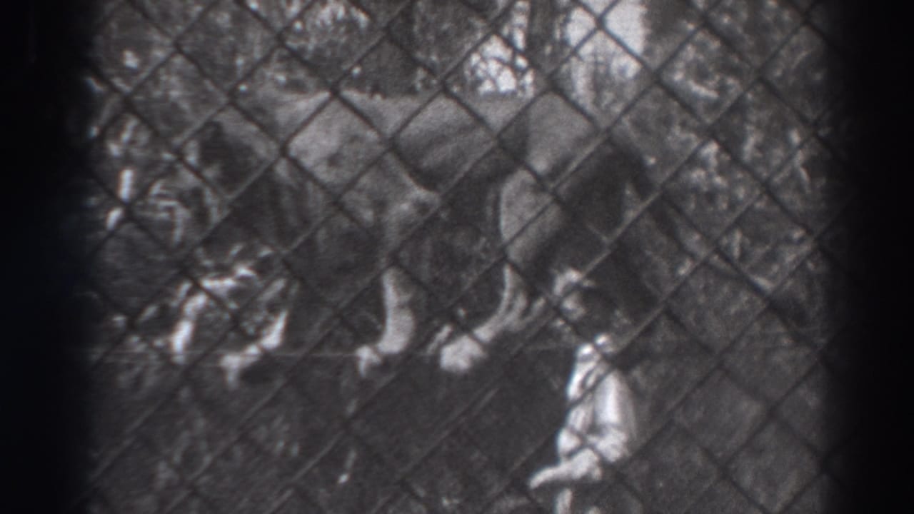 Lion seen through chain-link fencing near a narrow rope in an outdoor enclosure.