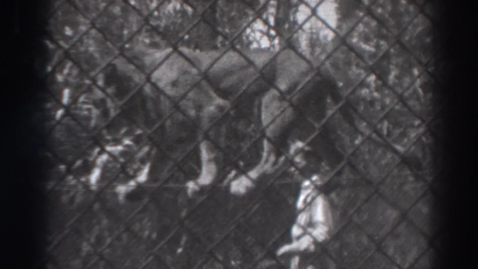 1937 El Monte home-movie frame showing a lion behind diamond-pattern fencing, with trees and enclosure structures in soft focus.