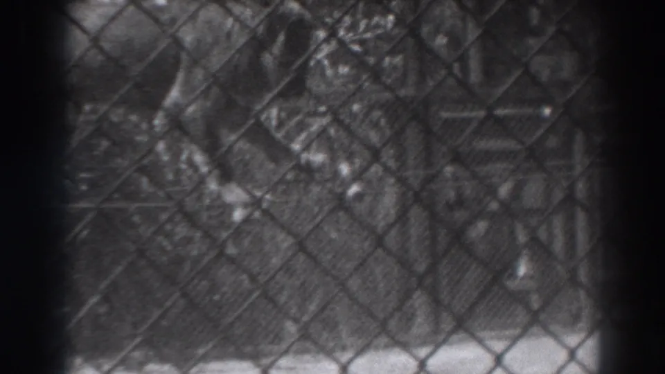 A black-and-white 8mm frame from El Monte shows the lion partly obscured by fencing and dark vertical film or foreground edges.