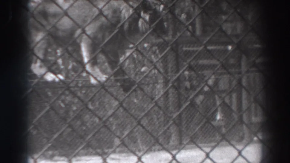 Final frame shows the lion behind the fence in the 1937 El Monte enclosure, with a narrow rope and soft background structures visible.