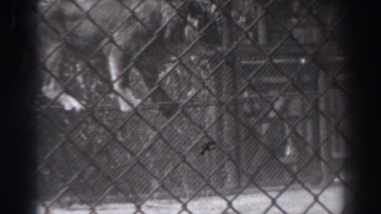 Large cat partly visible behind a chain-link fence in soft black-and-white footage.