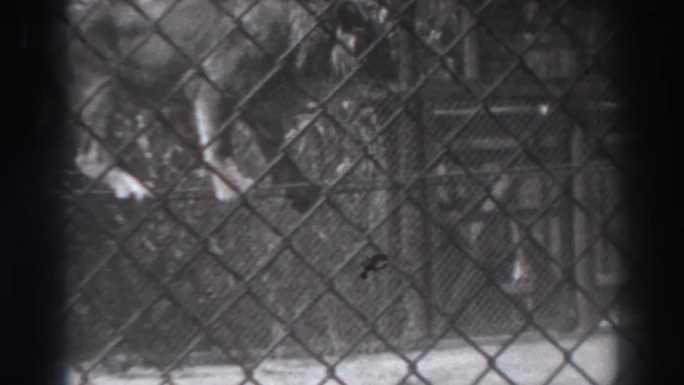A large jungle cat appears behind chain-link fencing in 1937 El Monte 8mm home-movie footage.