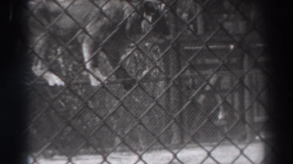 The cat remains partly obscured by chain-link fencing in the 1937 El Monte animal enclosure scene.