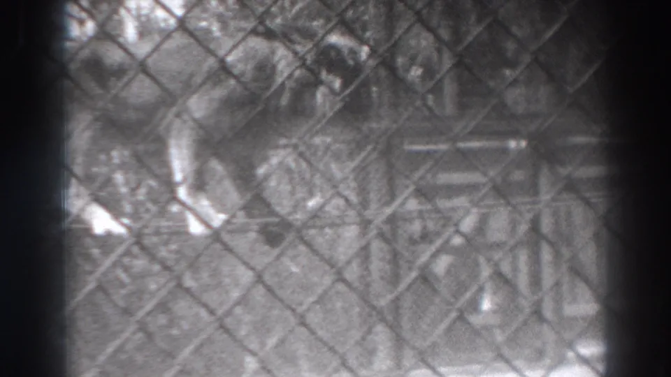 A soft, grainy 8mm frame shows the animal behind fencing, with enclosure details faintly visible.