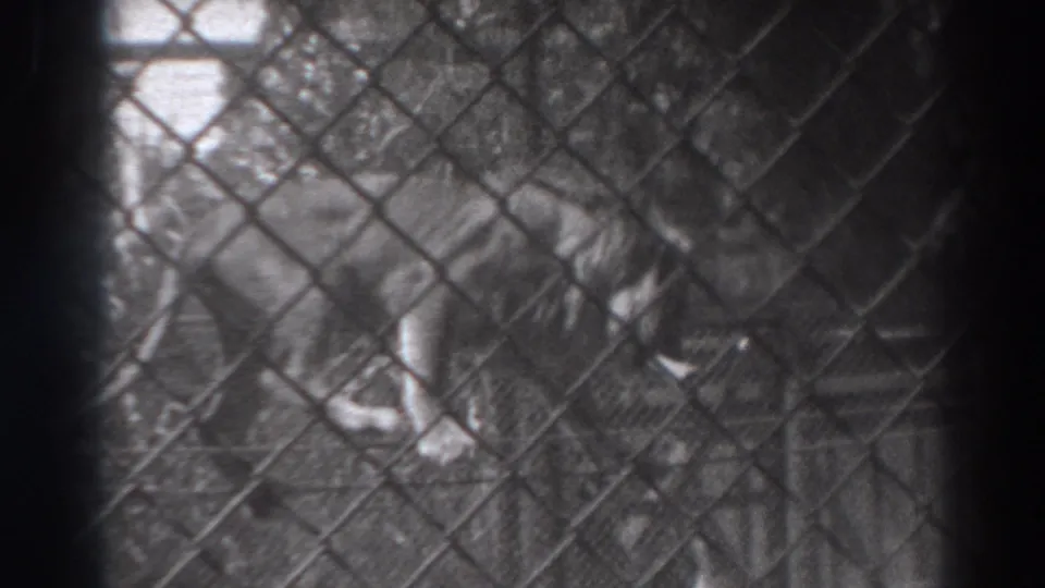 The final frame shows the jungle cat low in the enclosure behind chain-link mesh in the 1937 El Monte footage.