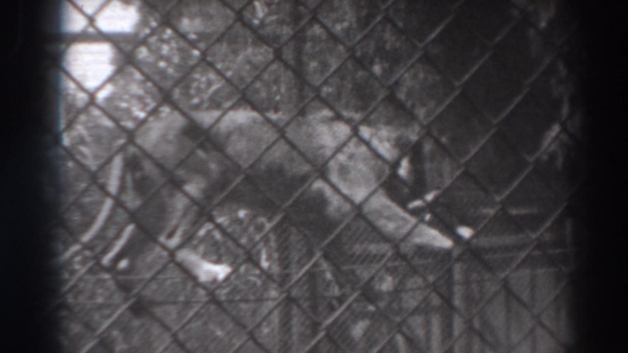 Lion behind chain-link fencing near a rope barrier inside an enclosure.