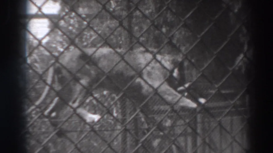 In El Monte, California, 1937 home-movie footage, a lion stands behind chain-link fencing near a low rope barrier.