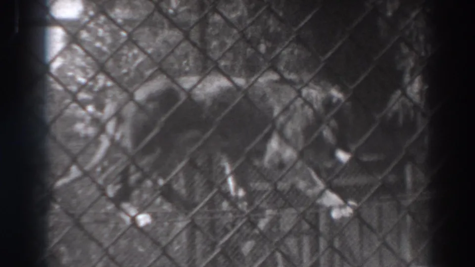 The lion moves cautiously inside the fenced enclosure, its body softened by the 8mm black-and-white image.