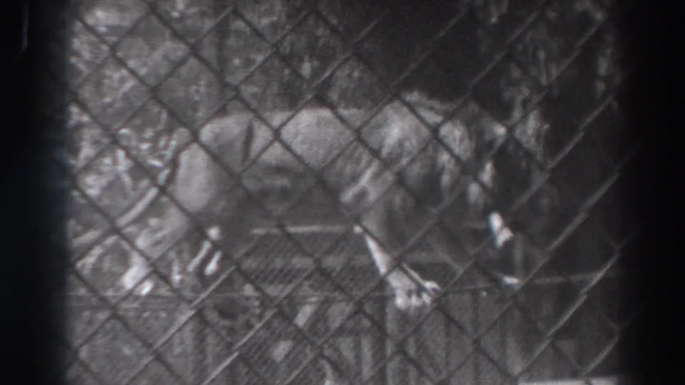 A lion appears low in the frame behind chain-link fencing, with the rope barrier and enclosure structure visible around it.