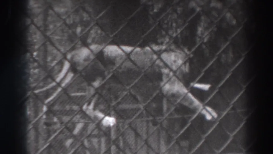 The lion continues moving within the fenced El Monte enclosure, partially obscured by the chain-link pattern and film softness.