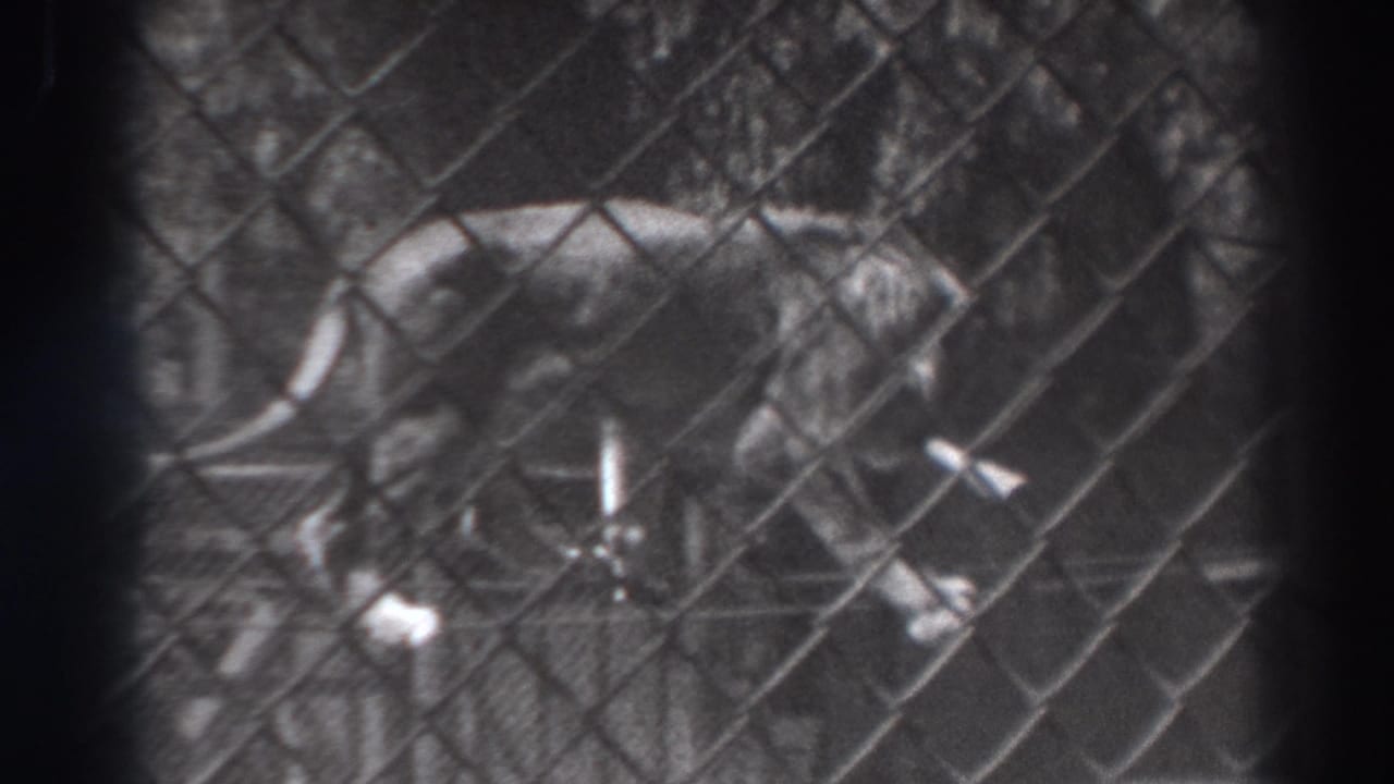 Tiger moving behind a chain-link fence in an outdoor enclosure.