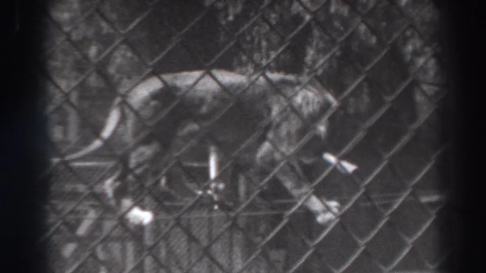 1937 El Monte home-movie frame showing a tiger behind chain-link fencing in a small outdoor animal enclosure.