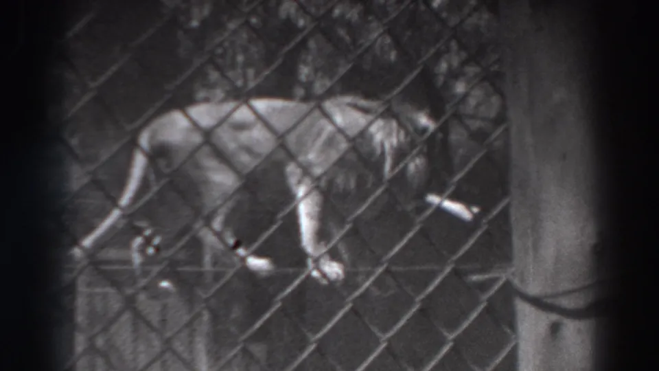 Tiger in a fenced El Monte enclosure, partially obscured by chain-link mesh and soft 8mm focus.