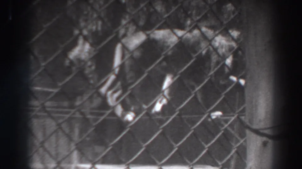 Black-and-white 8mm frame of a tiger lowering its head inside a fenced animal enclosure in El Monte.