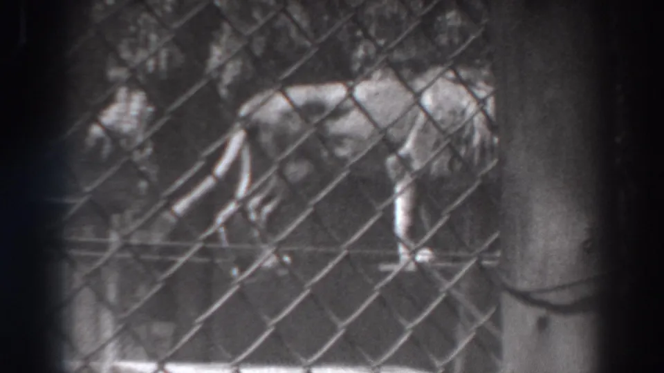 A 1937 visitor-shot frame shows the tiger behind chain-link fencing, with a post and dark enclosure background visible.