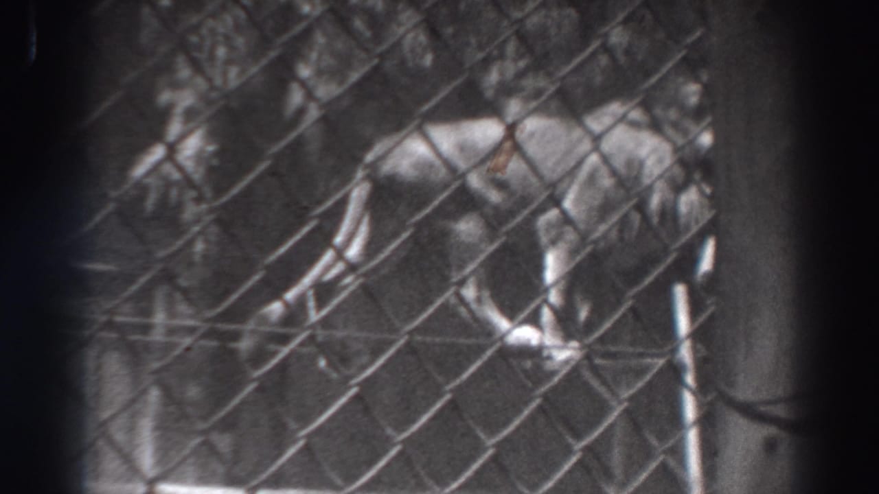 Two lions behind a chain-link fence, one standing near a raised structure.
