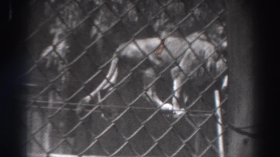 1937 El Monte zoo footage showing two lions behind chain-link fencing, with one animal standing on or near a raised platform.