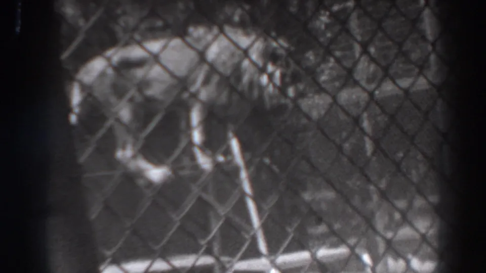 A lion appears to walk along a raised structure inside the fenced enclosure in the 1937 El Monte zoo footage.