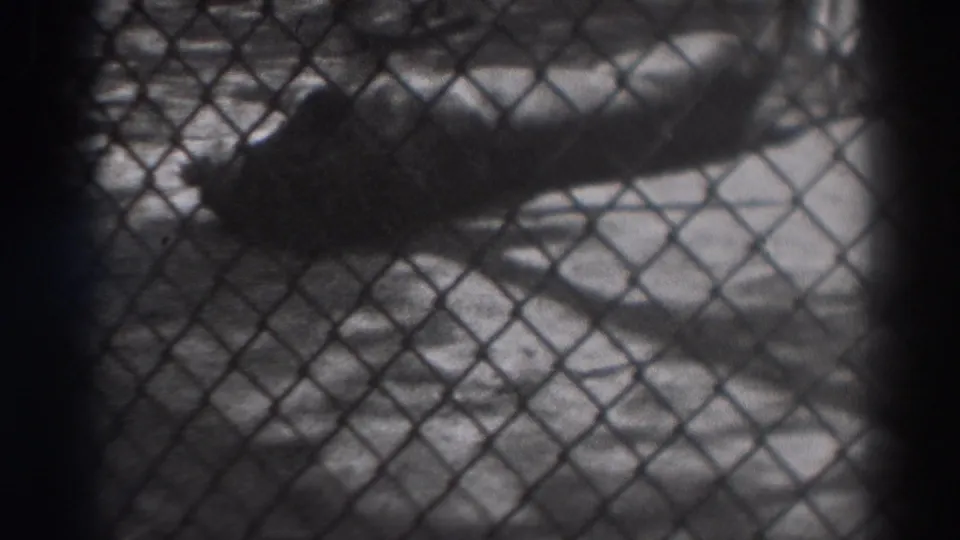 A lion lies low on the ground inside the chain-link enclosure, partly obscured by fence and film shadow.