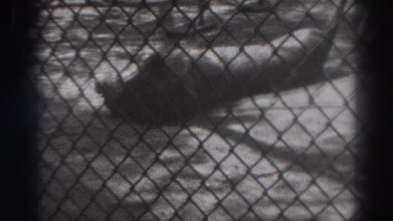 Lion lying behind chain-link fencing in a dark, grainy 8mm frame.