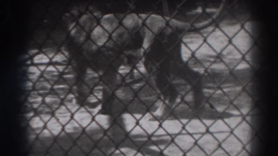 Near the end of the clip, the handler stands next to the lion as it gets upright behind the chain-link enclosure in the El Monte footage.