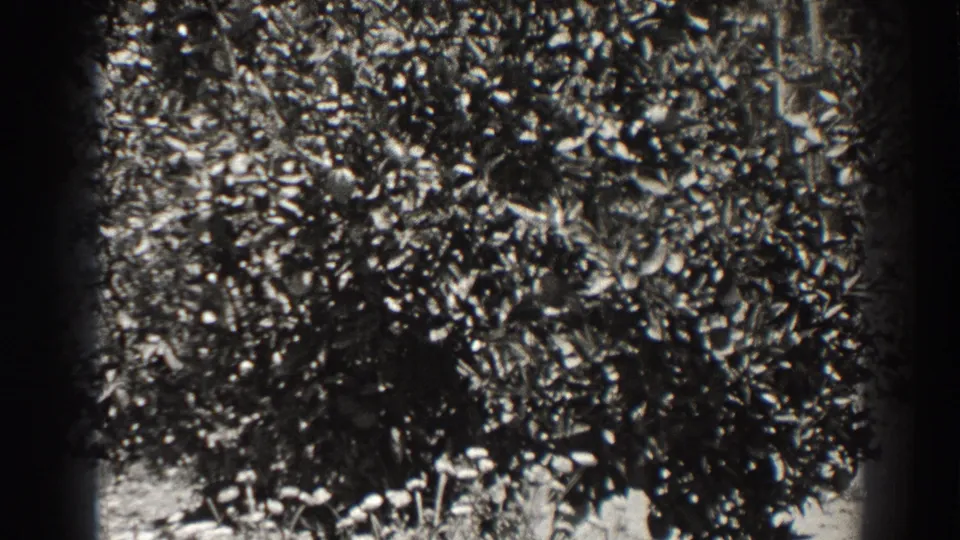 A late frame shifts from the Long Beach tower view to dense leafy bushes, with monochrome grain and a dark frame edge.
