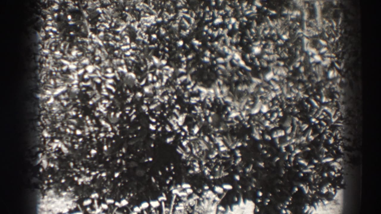 Black-and-white 1937 Long Beach home-movie frame showing dense leaves and pale highlights within dark 8mm gate edges.