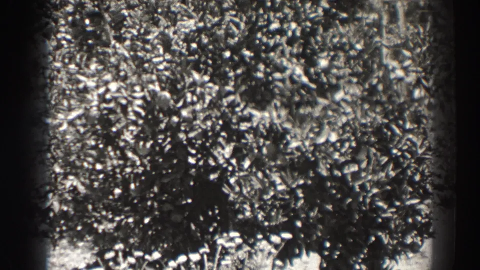 Black-and-white 1937 Long Beach home-movie frame showing dense leaves and pale highlights within dark 8mm gate edges.