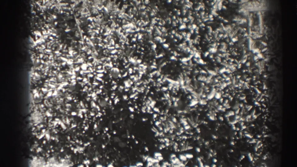 Black-and-white 1937 Long Beach frame of a dense shrub, with small pale flower-like highlights and visible 8mm edge darkening.