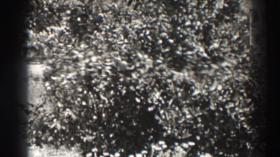 Black-and-white home-movie frame from 1937 Long Beach showing lower shrub foliage, bright leaf patches, and heavy 8mm border shadows.