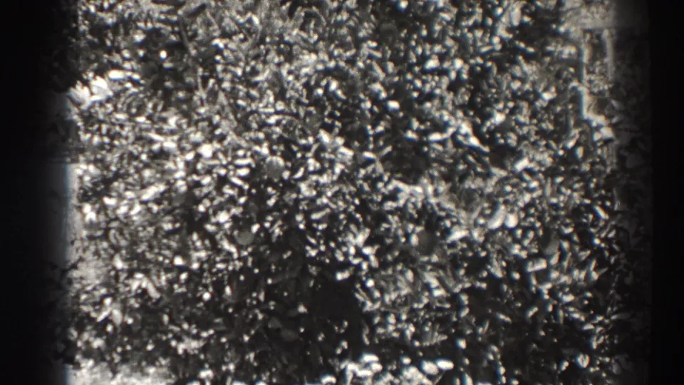 Black-and-white 1937 Long Beach frame showing dense wind-stirred shrub foliage, pale leaf highlights, and dark 8mm gate edges.