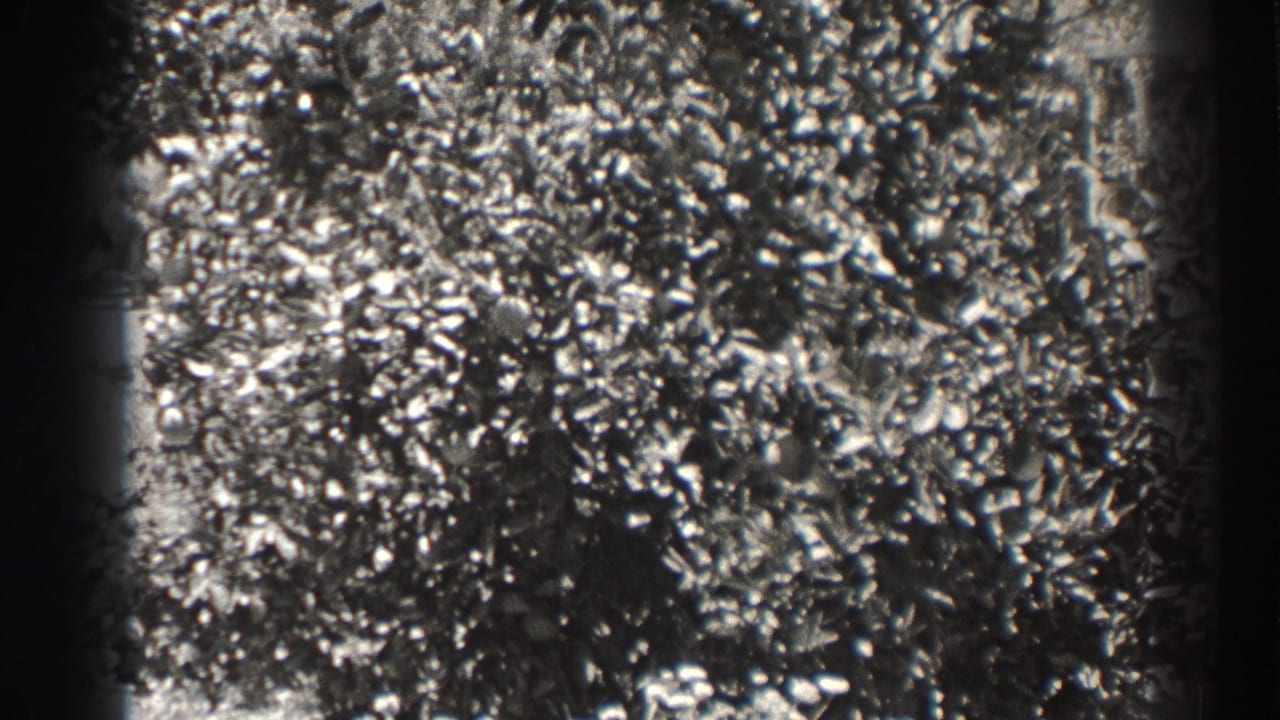 Dense tree foliage and bright fruit shapes fill a soft black-and-white 8mm frame.