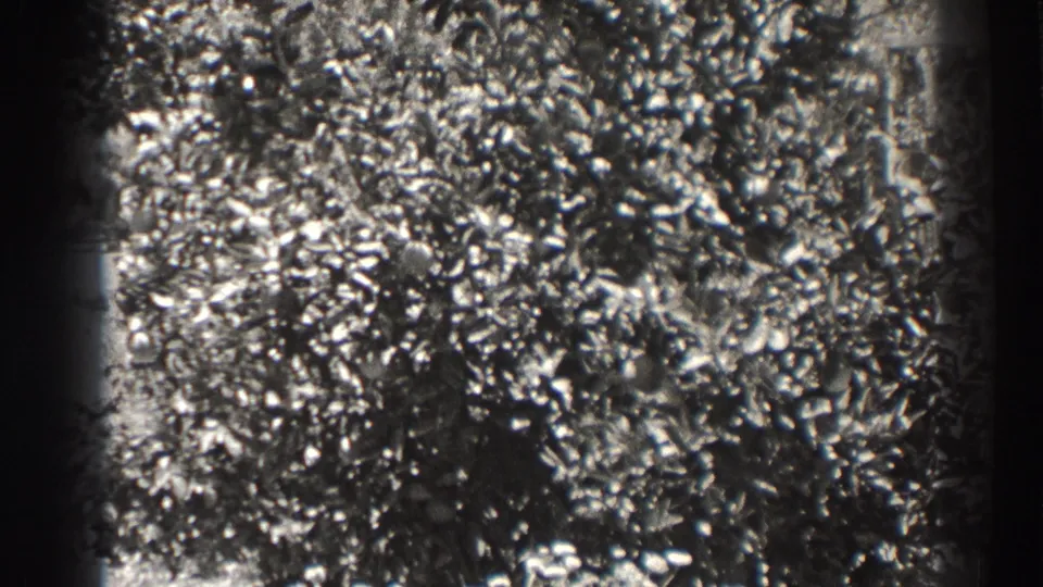 Close view of leafy fruit-tree branches in the 1937 Long Beach home-movie clip, with heavy grain and soft exposure.