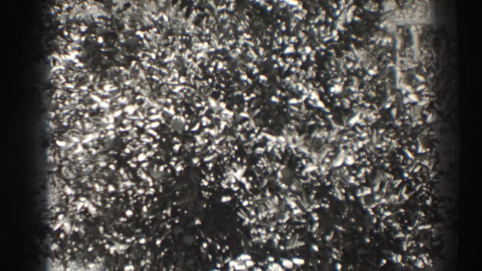 Leafy fruit-tree branches dominate the frame in the Long Beach 8mm home movie, with fruit partly visible among the leaves.