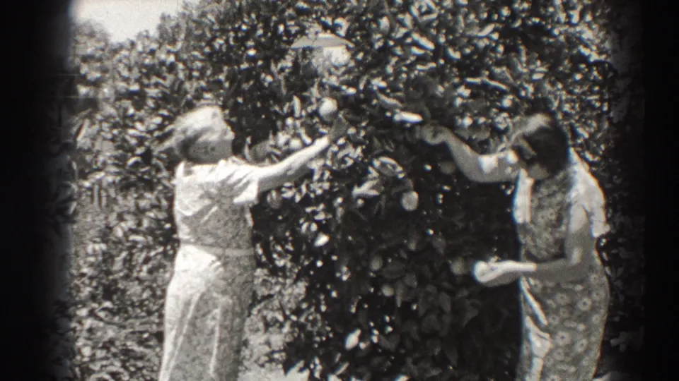 Two adult women in period dresses reach into a leafy fruit tree in 1937 Long Beach, California home-movie footage.