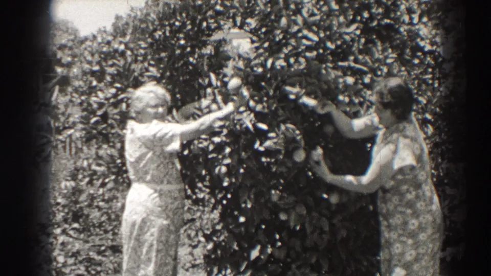 In a 1937 Long Beach garden scene, one woman faces the fruit tree while another reaches for hanging fruit.
